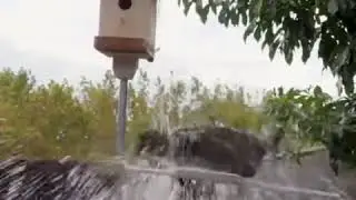 Эффективная защита птичьей кормушки от кошек