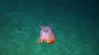 Friendly Sea Pig - 2014 | Nautilus Live (Remastered!)