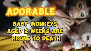 Baby Monkeys Aged 2 weeks are Prone to Death , Lovely Fauna Youtube Channel