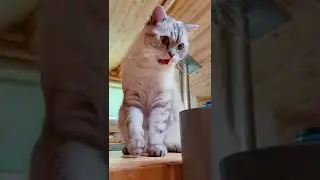 Можно или нет играть с котёнком рукой?