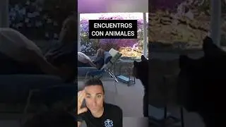 Encuentros sorprendentes con animales salvajes. 