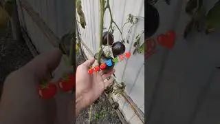 Элитные сорта ПОМИДОР 🍅🪣🌿💯❤️...