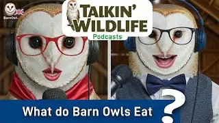 What do Barn Owls Eat?