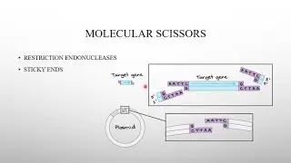ZOOL1112 - Lecture 14 - Recombinant DNA Technology