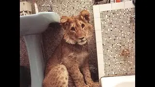 Christian the Lion: Original Viral Video