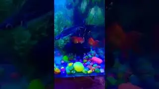 Black Good Luck Fish Status | Black Head Fish Status | Day With black head Fish Status
