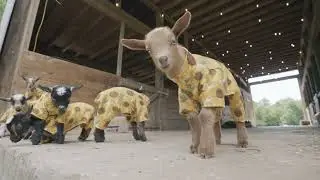 The perfect cure for the blues? Goats in sunflower pajamas!