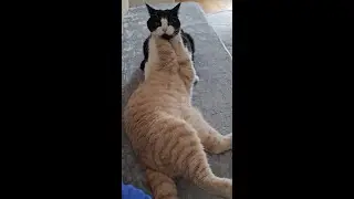Cat Kisses & Bites Other Cat