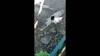 Птицеводство. Выпуск птицы на свободный выгул.