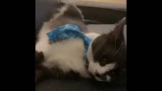 Apex tiktok chat only