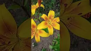 Так цветет азиатская лилия Аделина