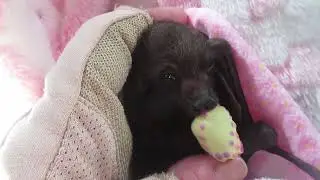 Sweet Baby Summer Update And Some Other Stuff