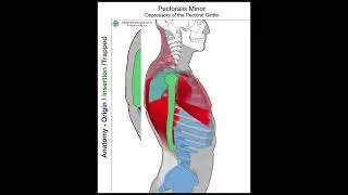 Pectoralis minor   Anatomy Perspectives