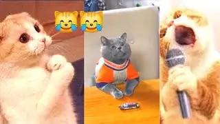مقاطع مضحكة للقطط