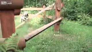 Super Dog!!