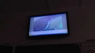 Гистология. Гипофиз кошки