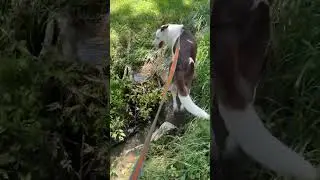 Tyrs creek adventure! #puppy #dogoftheday #creek #river