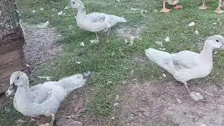 Птица гуляет