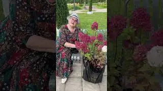Метельчатая гортензия сорта Самарская Лидия, или Rensam, выведена французским питомником РЕНО