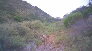 Canyon Clips of April, May, and June! (Bobcat, Coyote, Deer, Fawn, and Roadrunner)