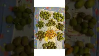 Актинидия сорт Фигурная