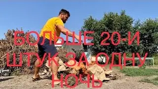 Собака задушила индюков. Сжигаю.