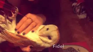 Сова на ручках! Сова спит! Сову баюкают! Сова как ребёнок! Сова Фидель! Сипуха!