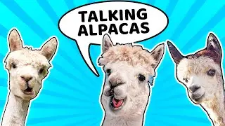 Talking Alpacas!!! | God chooses to love us | Kids' Club Older