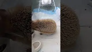 🥭Кажется, у вас ёжик зачесался