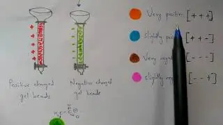 Ion exchange chromatography | separation of proteins | Bio science