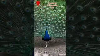 Ботанический сад. 
