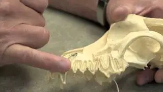 root canal vs. extraction in pets