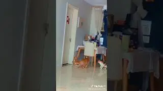 #cat #catvideos #catfunnyvideo