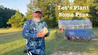 What did the cat do to our peas?#homesteading #garden#farmlife#earthwayplanter