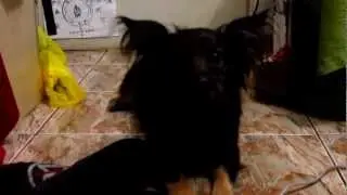 My dog grunting