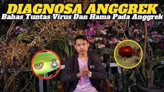 Bahas Tuntas Virus dan Hama Yang Hinggap Pada Anggrek‼️|| Pecinta Anggrek Wajib Tahu🤗🤗