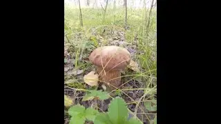 ГРИБЫ, ГРИБОЧКИ ГРУЗДИ и БЕЛЫЕ