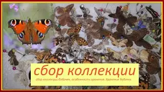 Сбор энтомологической коллекции, коробка для хранения коллекционный экземпляров