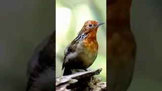 Amazing singing bird 