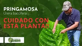 Urera baccifera CUIDADO CON ESTA PLANTA!!