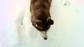Husky doggy millionth snow