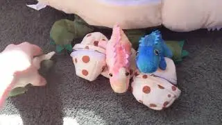 Crocodile Alligator with Babies!