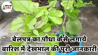 बारिश में बेलपत्र की देखभाल | how to grow bel patra plant at home #belpatra #belpatraplant