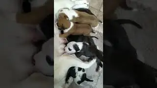Без музыки, живая озвучка)))