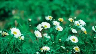 nature video short video nature natural song Hindi song nature WhatsApp video nature story video new