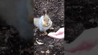 Ручная белка в Тольятти на лыжной базе