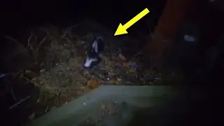 SKUNK FIGHT or MATING RITUAL?