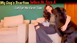 ‏My Dog's Reaction When He Sees A Cat For the First Time