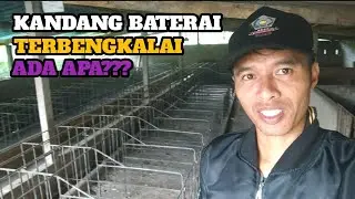 Kenapa Dengan Kandang Baterai - Peternak Babi Pemula