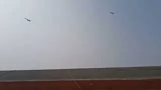 kites 🦅 attacking me